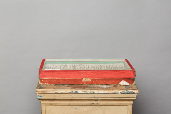 French Beetle Collection from Avignon