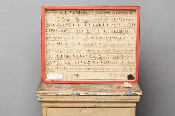 French Beetle Collection from Avignon