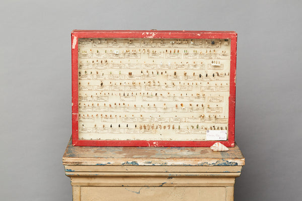 French Beetle Collection from Avignon