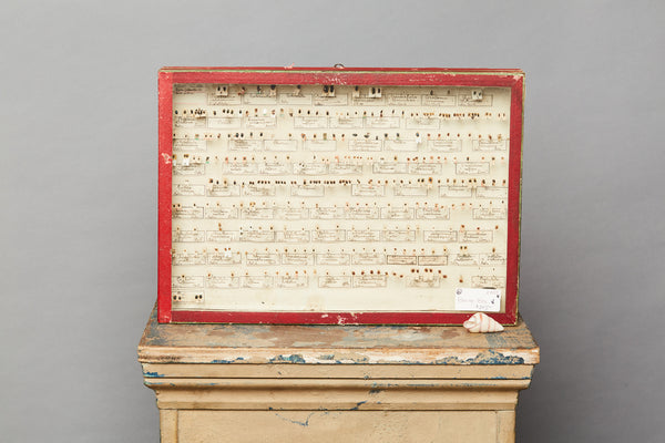 French Beetle Collection from Avignon