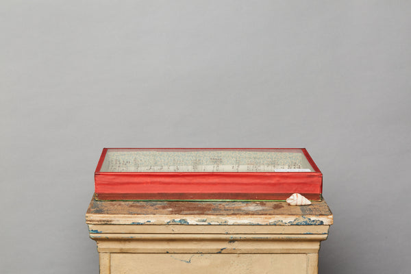 French Beetle Collection from Avignon