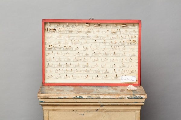 French Beetle Collection from Avignon