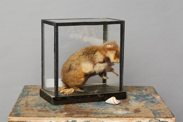 Mammal from a Natural History Museum in Hungary