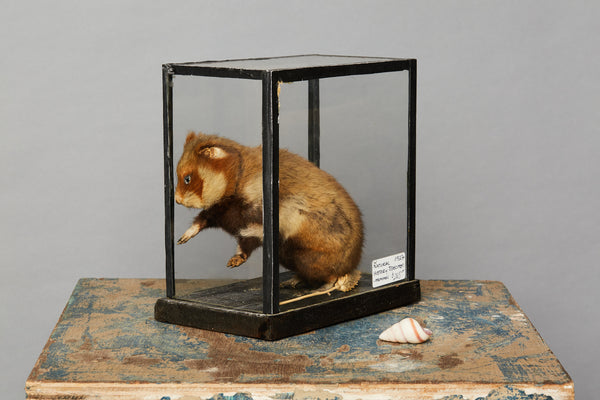 Mammal from a Natural History Museum in Hungary