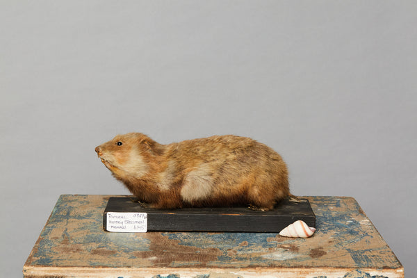 Mammal from a Natural History Museum in Hungary