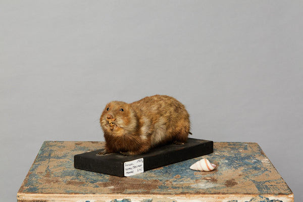 Mammal from a Natural History Museum in Hungary