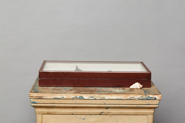 French Bug Box of Rhinoceros