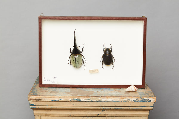 French Bug Box of Rhinoceros