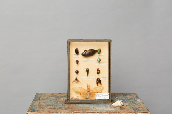 Mounted Beetle Collection from a Hungarian Natural History Museum