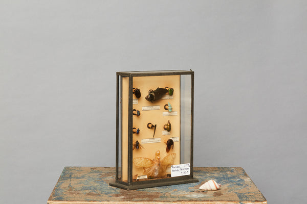 Mounted Beetle Collection from a Hungarian Natural History Museum