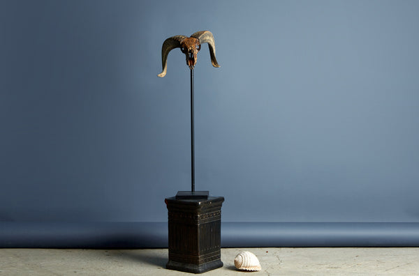 Mounted Rams Skull from Borneo Carved Decoration