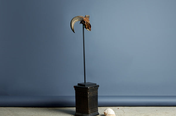Mounted Rams Skull from Borneo Carved Decoration