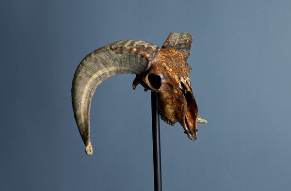 Mounted Rams Skull from Borneo Carved Decoration