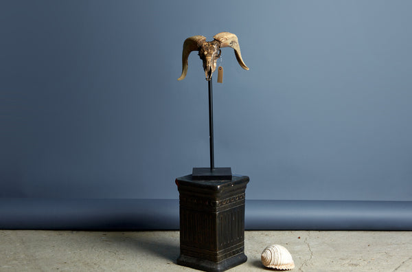 Mounted Rams Skull from Borneo Carved Decoration