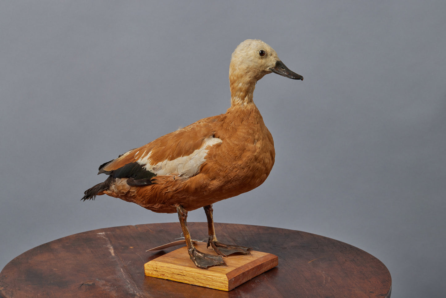 Large Tan & Cream French Sea Duck