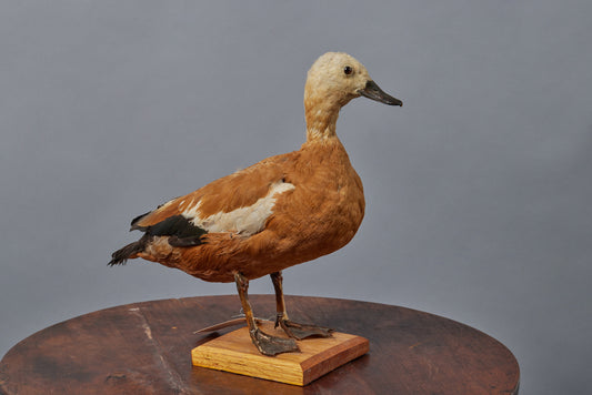Large Tan & Cream French Sea Duck