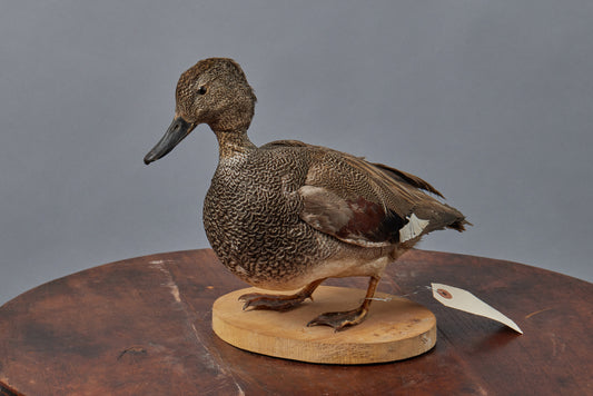 French Sea-Faring Mounted Duck