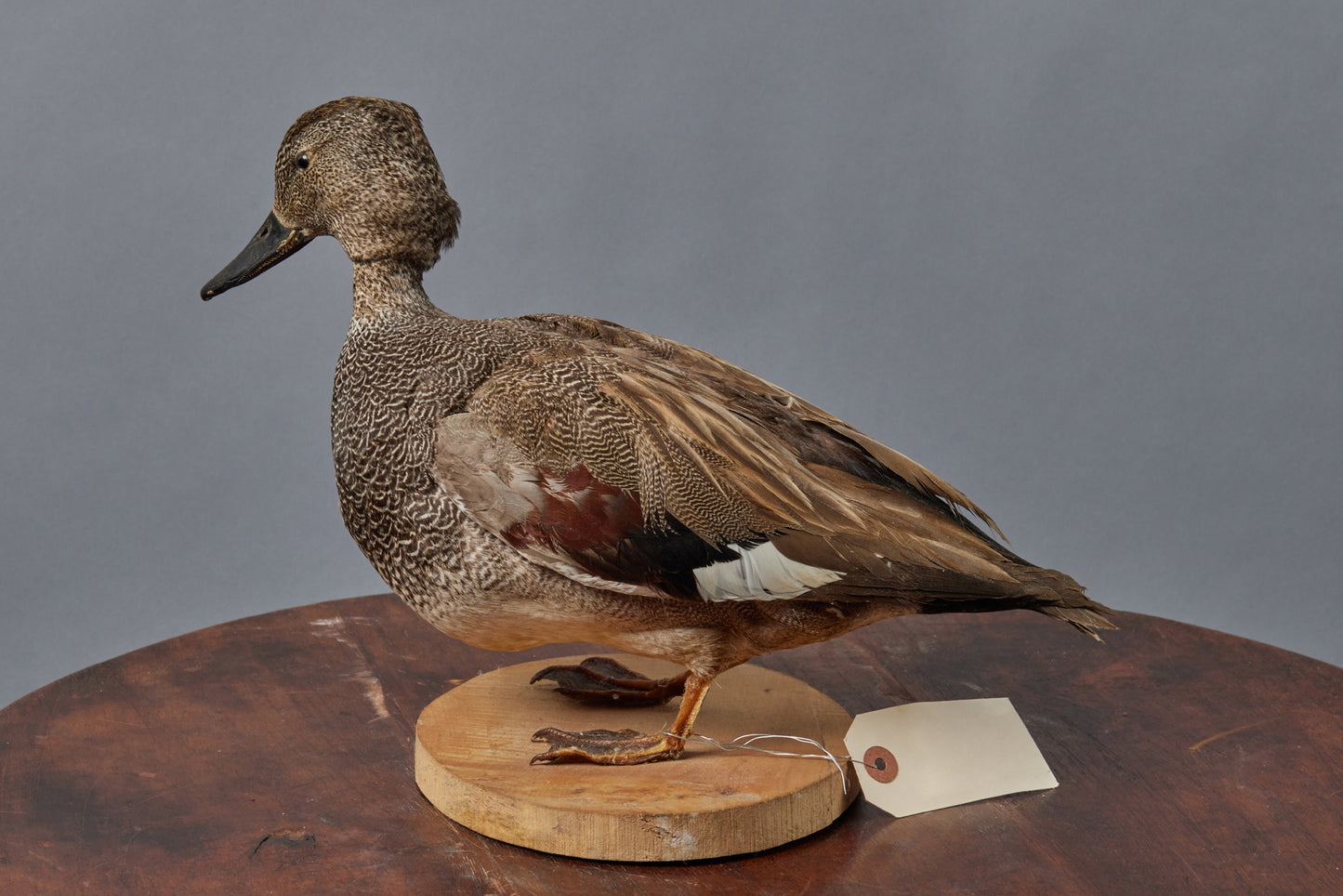 French Sea-Faring Mounted Duck