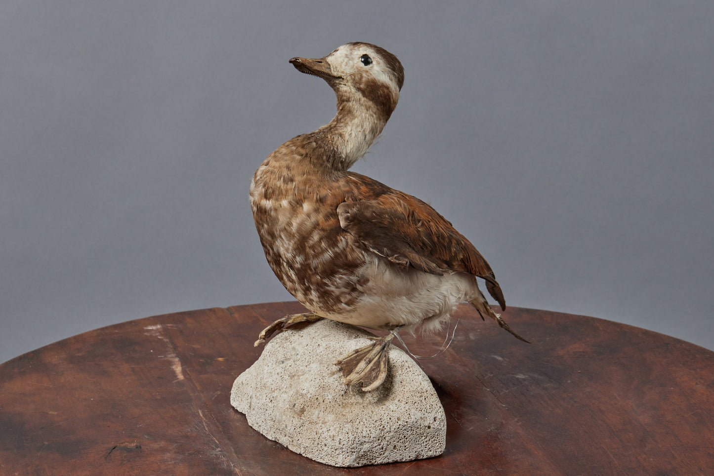 Mounted Tan & Cream French Shore Duck