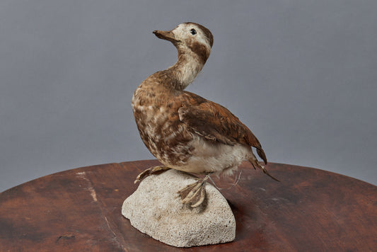 Mounted Tan & Cream French Shore Duck
