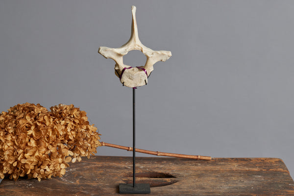 Mounted Vertebrae on Black Stand