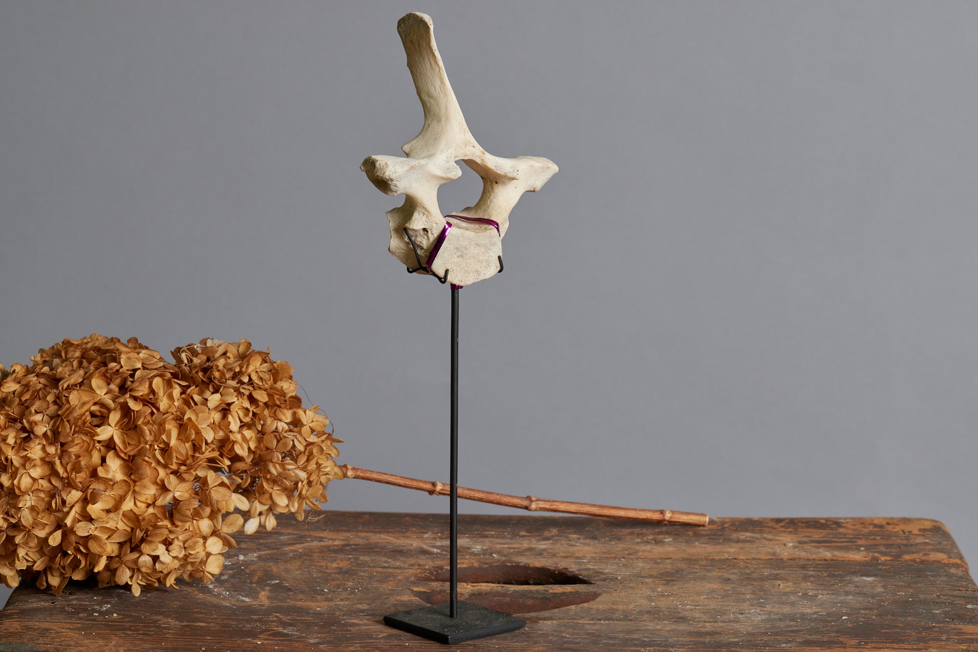 Mounted Vertebrae on Black Stand