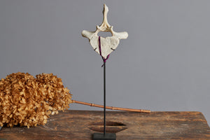 Mounted Vertebrae on Black Stand