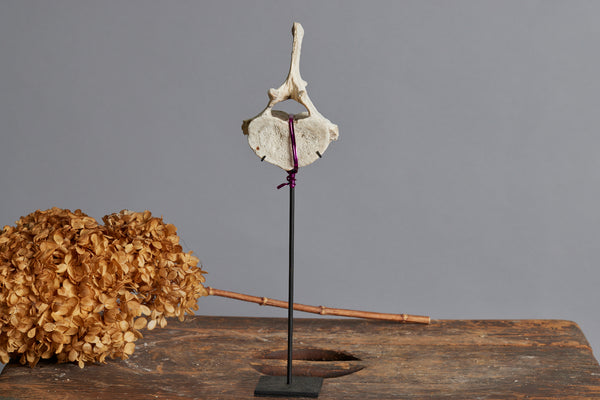 Mounted Vertebrae on Black Stand