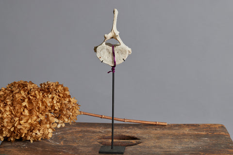 Mounted Vertebrae on Black Stand