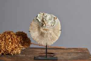 Mounted Coral Disc on Black Stand