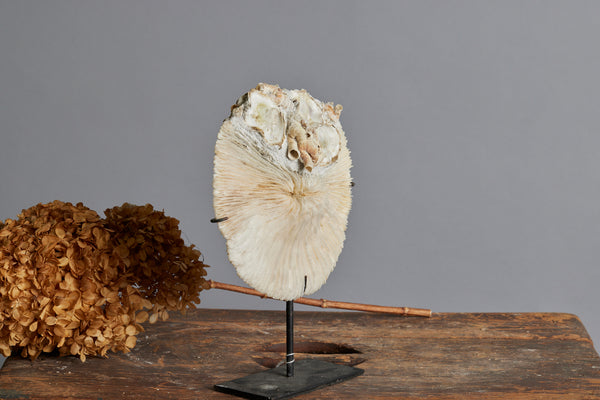 Mounted Coral Disc on Black Stand