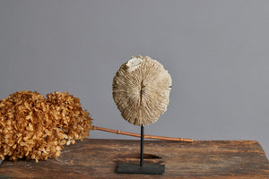 Oval Mounted Coral Disc on Black Stand