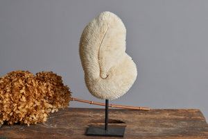 Large Oval Mounted Coral Disc on Black Stand