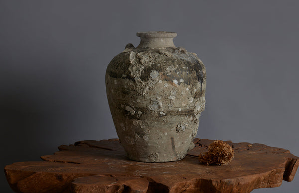 Extra Large Sawankhalok Shipwreck Pot with Oyster Shell Encrustations