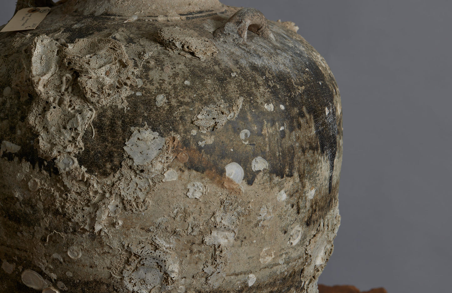 Extra Large Sawankhalok Shipwreck Pot with Oyster Shell Encrustations