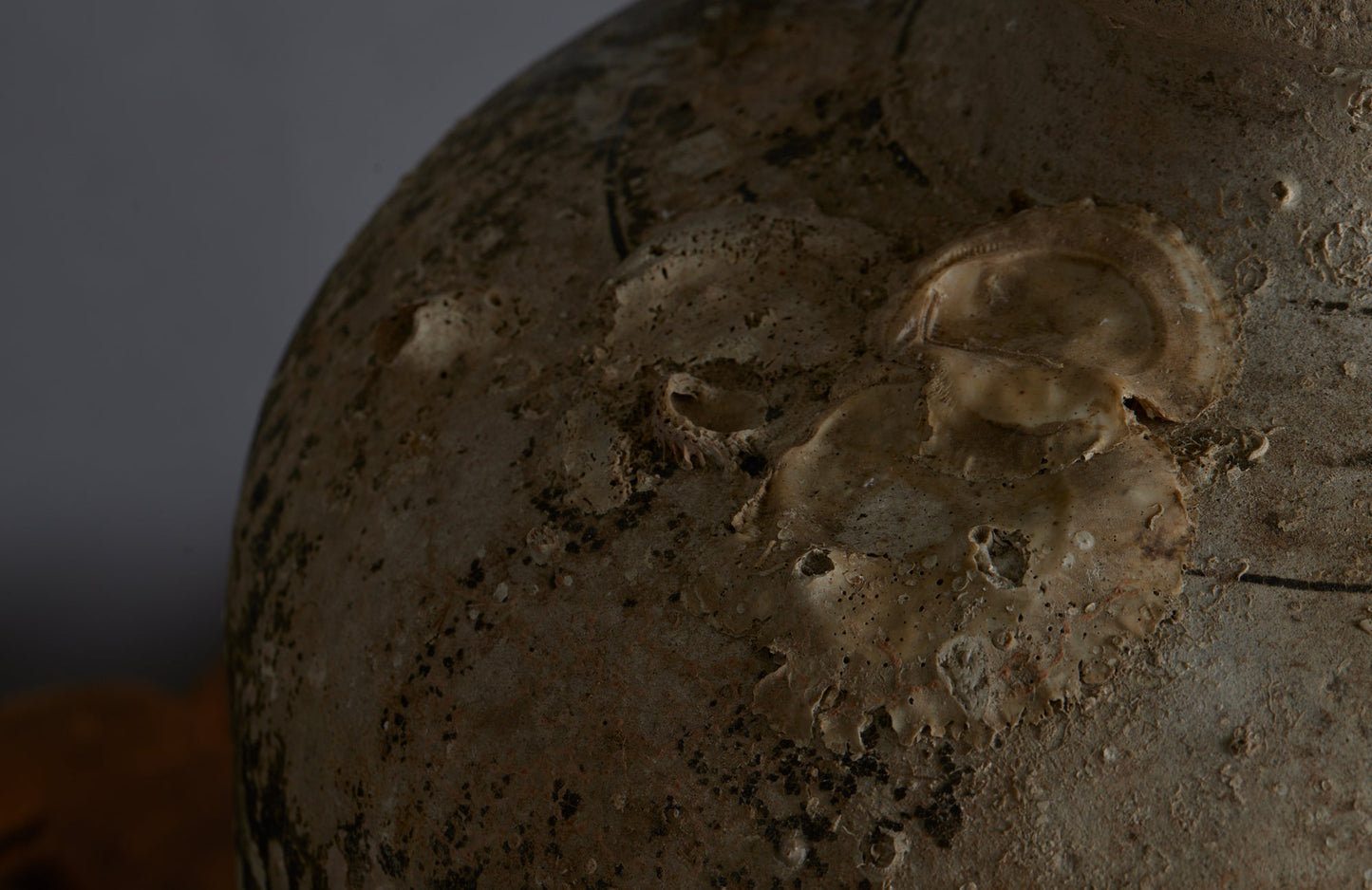 Extra Large Sawankhalok Shipwreck Pot with Oyster Shell Encrustations