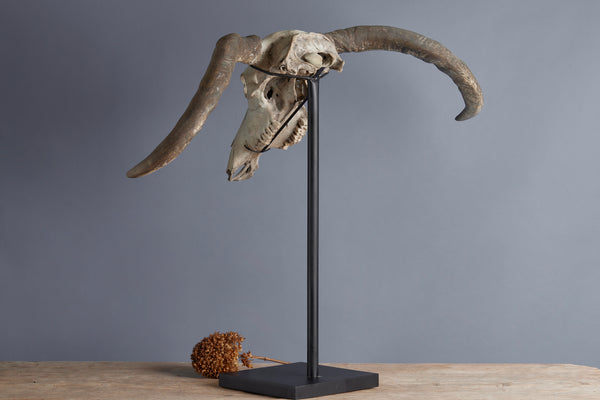 Mounted Water Buffalo Skull from the Island of Flores
