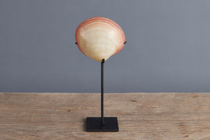 Mounted Polished Pink Clam from Sulawesi