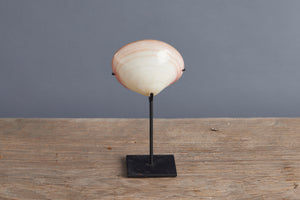 Mounted Polished Pink Clam from Silewasi