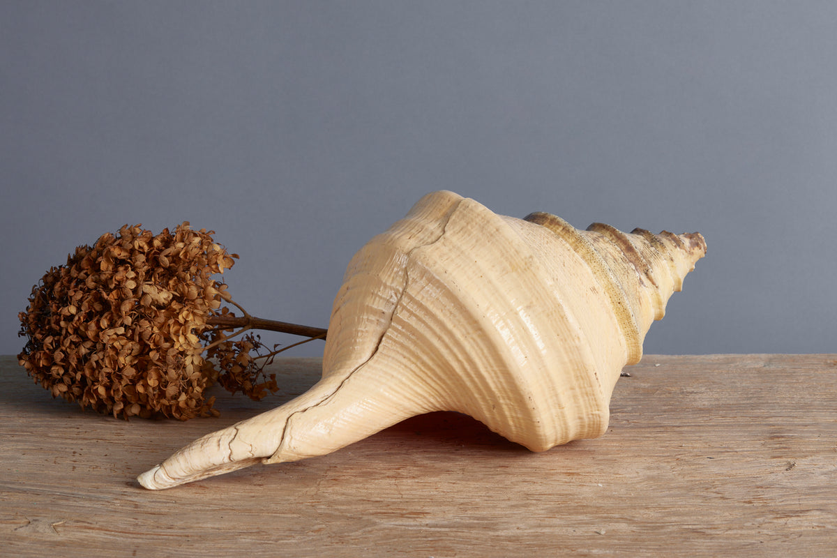 Large Pink Binga Shell from Indonesia – Michael Trapp