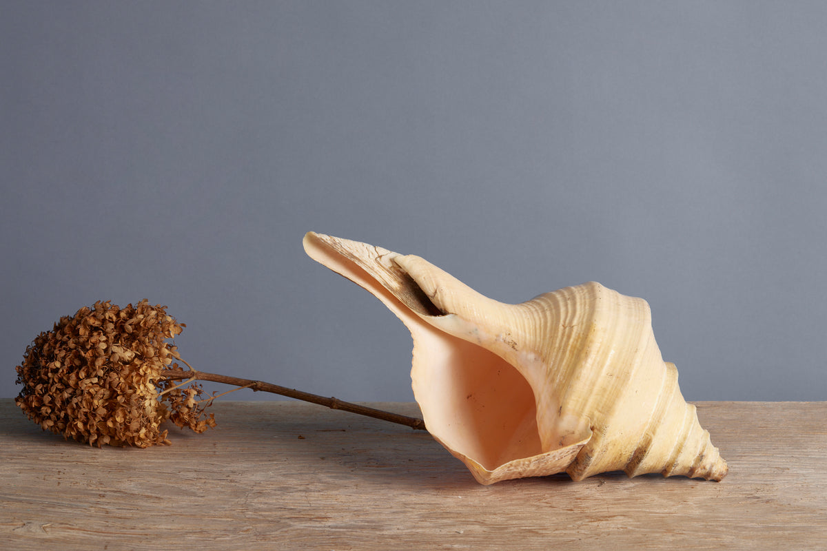 Large Pink Binga Shell from Indonesia – Michael Trapp