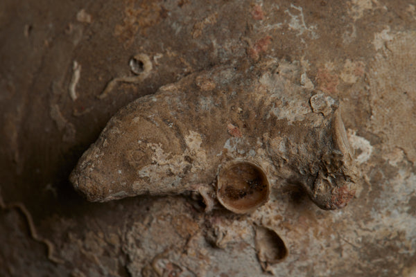 Sung Dynasty Lid with a Fish Shaped Finial from a Shipwreck Mounted on a Stand