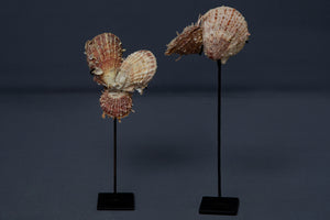 Pair of Multi-Spiny Clam Shells mounted on stands