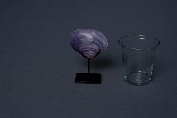 Natural Purple Clam mounted on stand