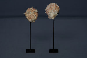 Pair of Spiny Clams mounted on stands
