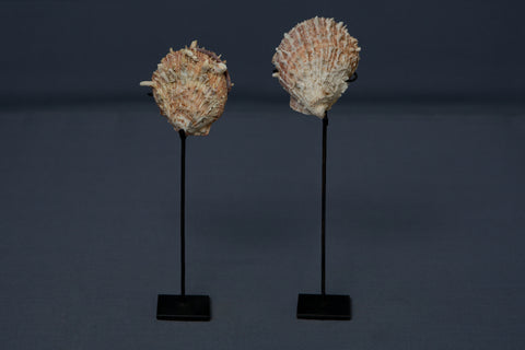 Pair of Spiny Clams mounted on stands