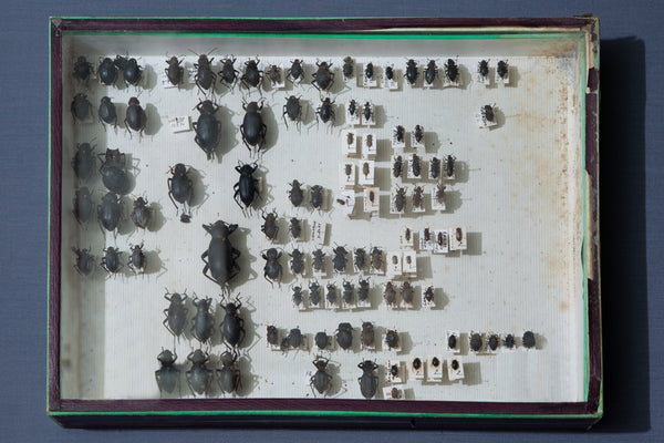 French Beetle Collection Box
