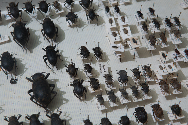 French Beetle Collection Box