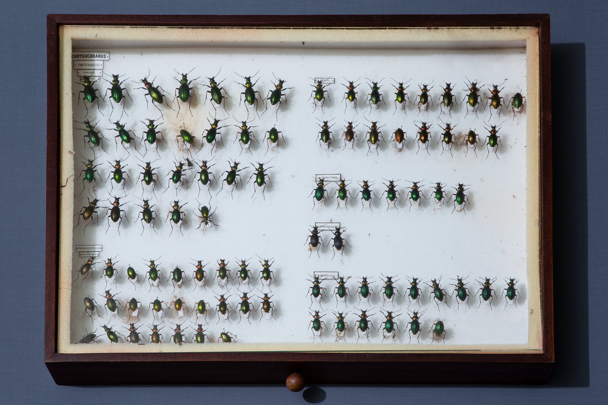 Large French Beetle Collection Box
