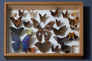 French Butterfly Collection Box